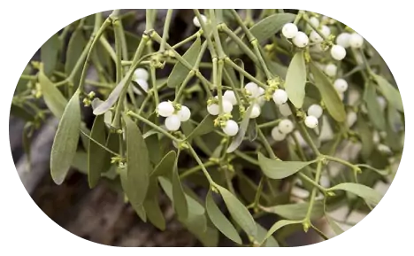Mistletoe Image