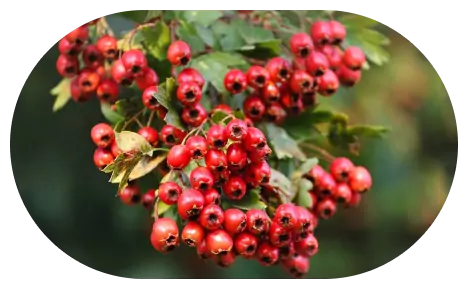 Hawthorn Image